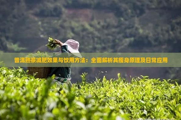 普洱熟茶减肥效果与饮用方法：全面解析其瘦身原理及日常应用