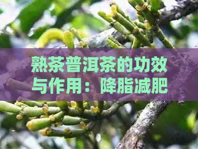 熟茶普洱茶的功效與作用：降脂減肥、助消化、抗衰老、提神醒腦。