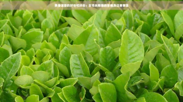 熟普洱茶的好處和壞處：女性長期喝的影響及注意事項(xiàng)