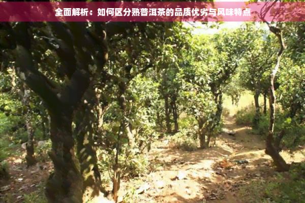 全面解析：如何區(qū)分熟普洱茶的品質(zhì)優(yōu)劣與風(fēng)味特點(diǎn)