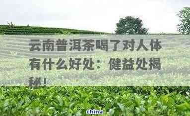 云南勐海普洱茶的全面功效解析：改善消化、增強免疫力及其他健益處