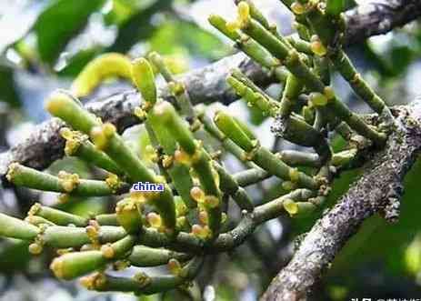 新云南普洱茶:自然界中的消炎利器,助力健生活