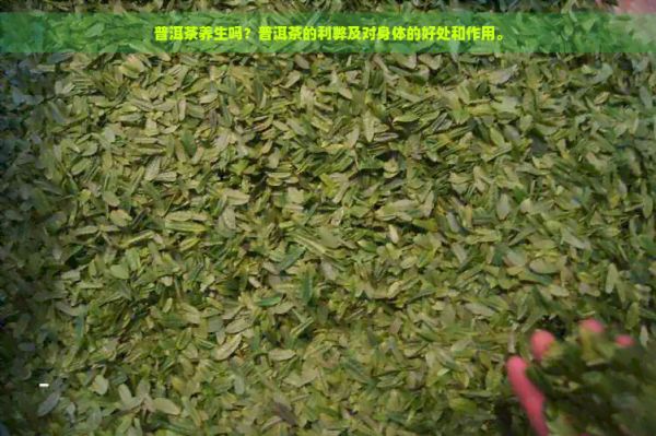 普洱茶養(yǎng)生嗎？普洱茶的利弊及對身體的好處和作用。