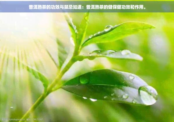 普洱熟茶的功效與禁忌知道：普洱熟茶的健保健功效和作用。