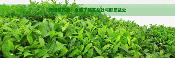 普洱茶熟茶：全面了解其益处与健康益处