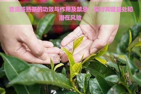 普洱茶熟茶的功效與作用及禁忌：探討其健益處和潛在風(fēng)險(xiǎn)