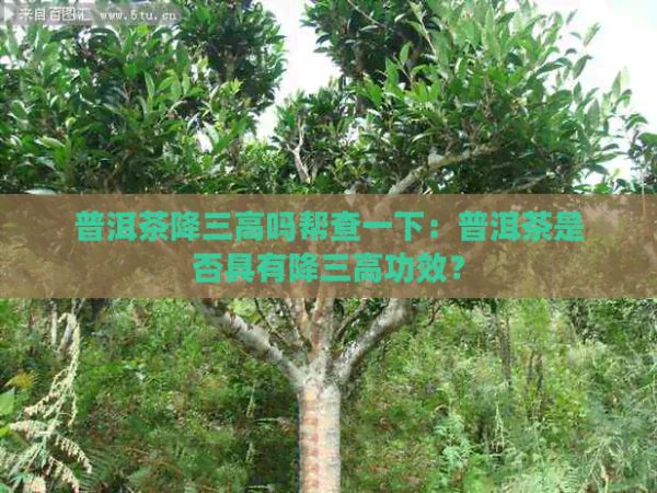 普洱茶降三高嗎幫查一下：普洱茶是否具有降三高功效？
