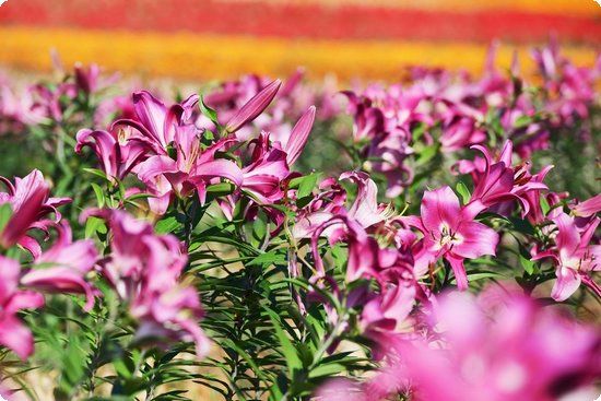 滿(mǎn)足三法需求的高生命特技寵,迅雷魔域