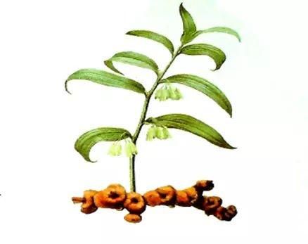 淺談黃精的抗衰老機(jī)制及其養(yǎng)生與美容作用