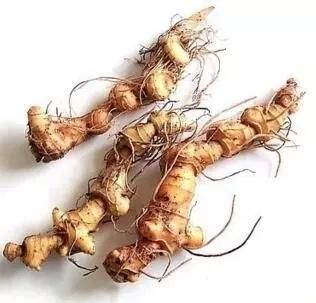 淺談黃精的抗衰老機(jī)制及其養(yǎng)生與美容作用