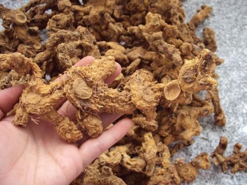 淺談黃精的抗衰老機(jī)制及其養(yǎng)生與美容作用