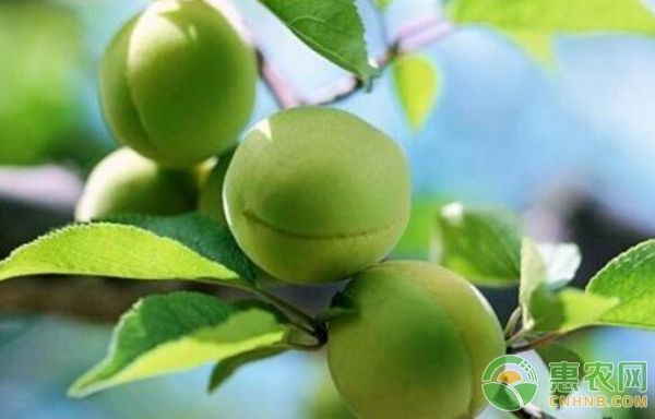 如何種植優(yōu)質(zhì)青梅？青梅優(yōu)質(zhì)高產(chǎn)栽培技術(shù)?-圖片版權(quán)歸惠農(nóng)網(wǎng)所有