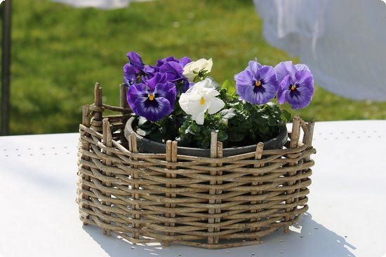 喝青汁真的能减肥吗 青汁属于减肥产品吗?