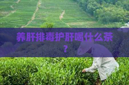 養(yǎng)肝排護(hù)肝喝什么茶？
