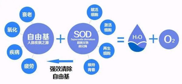 榆黄蘑（黄金菇）抗辐射、抗衰老功效介绍
