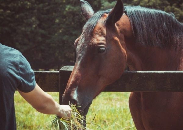Un hombre alimnetando aun caballo