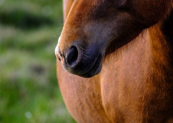 Un caballo de color marrón