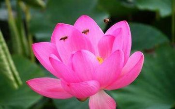 飲桂花酒是哪個節(jié)日里面的 飲桂花酒是哪個節(jié)日的活動