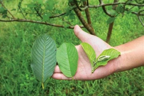 番石榴叶的功效与作用及禁忌，番石榴叶能减肥吗？