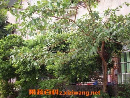 番石榴樹根有什么功效與作用