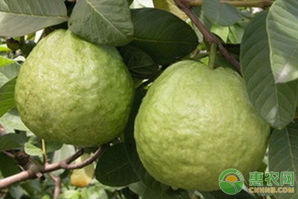 番石榴的生長特征及種植技術(shù)-圖片版權(quán)歸惠農(nóng)網(wǎng)所有