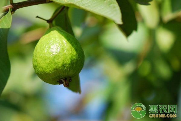 番石榴的生長特征及種植技術(shù)-圖片版權(quán)歸惠農(nóng)網(wǎng)所有