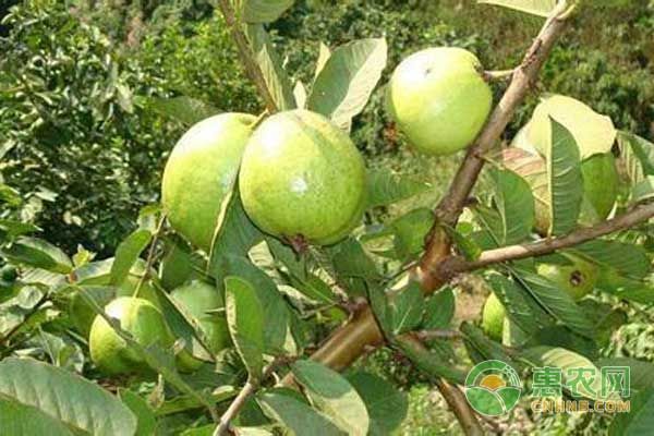番石榴怎么種？番石榴種植管理技術-圖片版權歸惠農(nóng)網(wǎng)所有