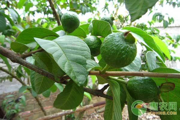 番石榴怎么種？番石榴種植管理技術-圖片版權歸惠農(nóng)網(wǎng)所有