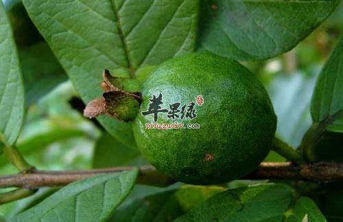番石榴叶如何鉴别 教你保存好方法