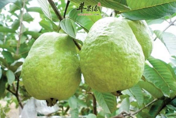 番石榴叶如何鉴别 教你保存好方法