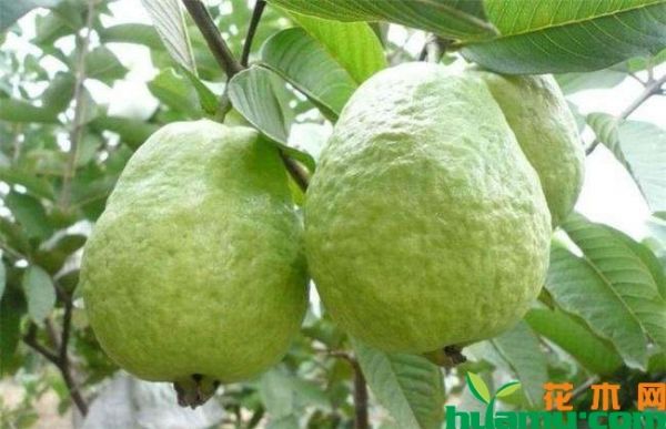 番石榴种植前景怎么样？