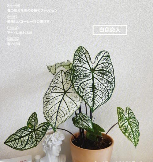 彩葉芋的繁殖與種植方法（了解彩葉芋的繁殖方式，讓您的花園更加豐富多彩）