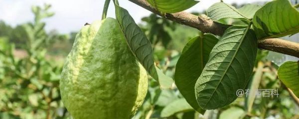 番石榴種植技術(shù)及繁殖方法介紹