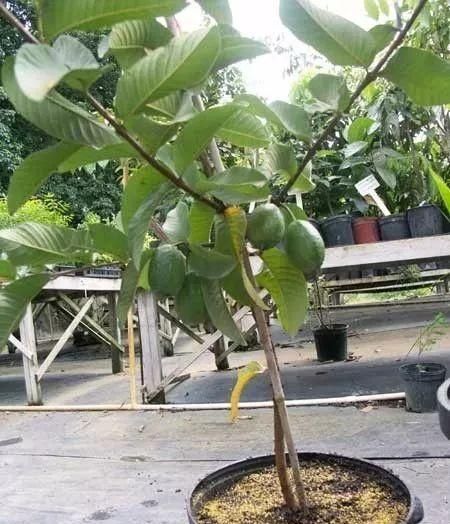 如何養(yǎng)護和繁殖番石榴：專業(yè)指南