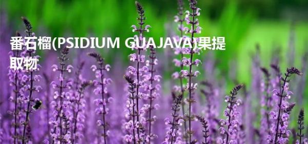 番石榴(PSIDIUM GUAJAVA)果提取物