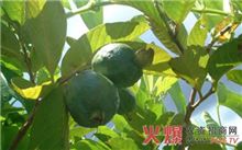 番石榴修剪技术