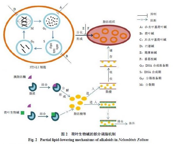 荷葉提取物：生物堿類物質(zhì)降脂減肥活性研究(圖2)