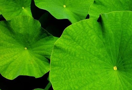 荷葉提取物如何 減肥功效好嗎