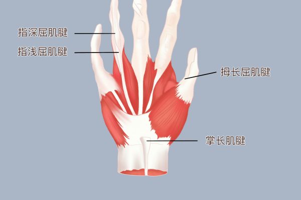 手掌肌腱图