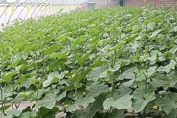 越冬水果型小黃瓜的栽培技術(shù)，育苗適期為9月中下旬至10月上中旬