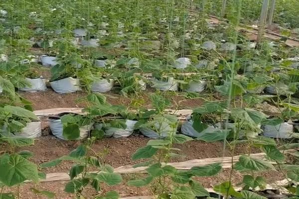 越冬水果型小黃瓜的栽培技術(shù)，育苗適期為9月中下旬至10月上中旬