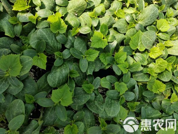 黄瓜种苗 嫁接黄瓜苗 全雌油亮型品种好 基地直供批发价 抗病性强产量高