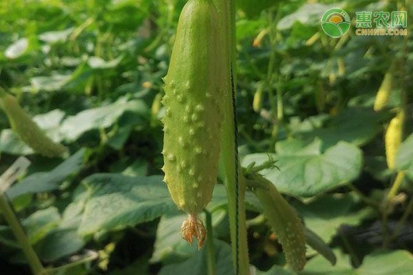 黃瓜的栽培技術(shù)和管理方法-圖片版權(quán)歸惠農(nóng)網(wǎng)所有