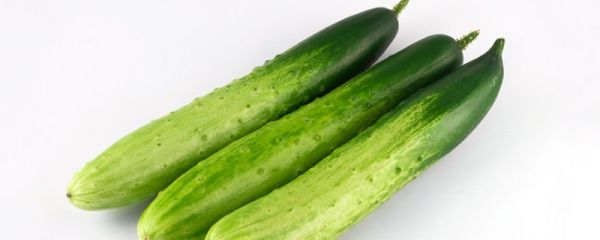 黃瓜的播種時間和方法，從種到收多少天