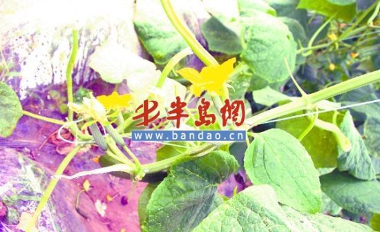 饭店里带花小黄瓜老家在荷兰没长大就被摘下