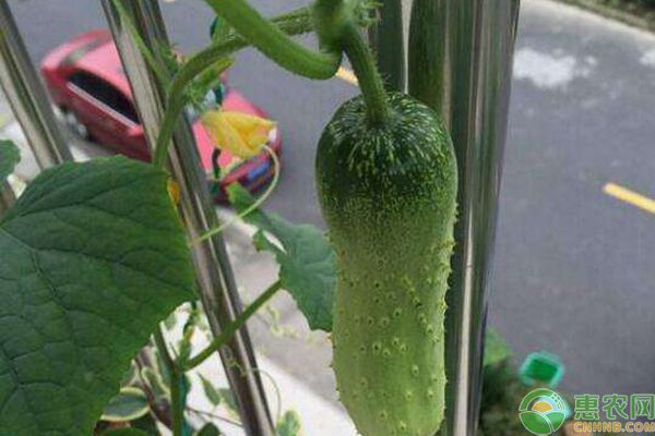 小黃瓜陽(yáng)臺(tái)種植技術(shù)-圖片版權(quán)歸惠農(nóng)網(wǎng)所有