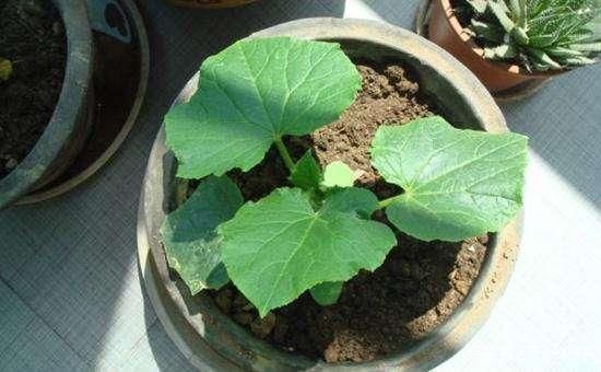 蔬菜種植，小黃瓜可以食用還能養(yǎng)顏，來學(xué)一下怎么在陽臺(tái)種植吧