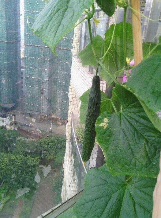 蔬菜種植，小黃瓜可以食用還能養(yǎng)顏，來學(xué)一下怎么在陽臺(tái)種植吧