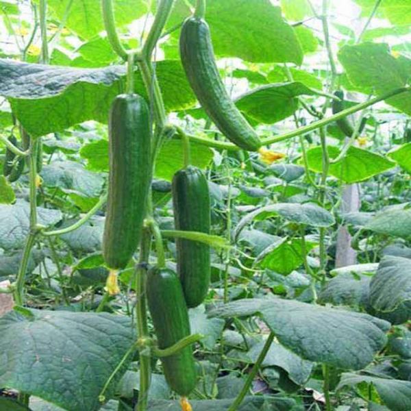 蔬菜種植，小黃瓜可以食用還能養(yǎng)顏，來學(xué)一下怎么在陽臺(tái)種植吧