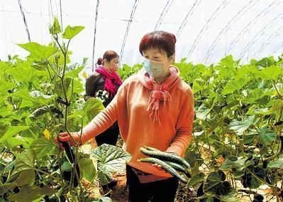 河北平泉：小黄瓜如何闯出20亿大市场